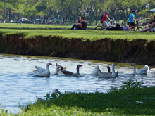 park and pond picnic party